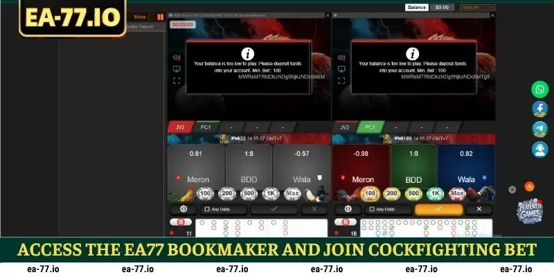 Access the EA77 Bookmaker and Join Cockfighting Betting