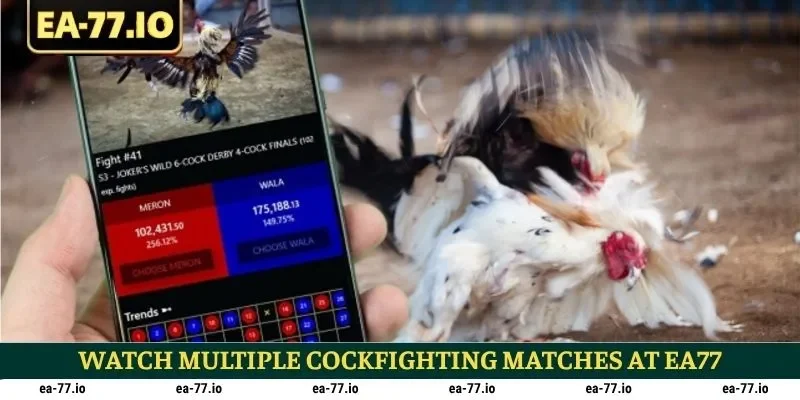 Watch Multiple Cockfighting Matches at EA77 Bookmaker